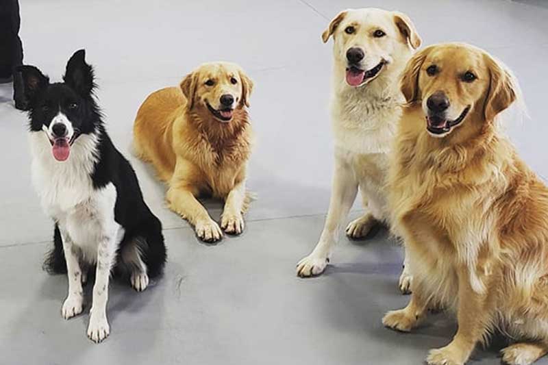 Structured Dog Boarding