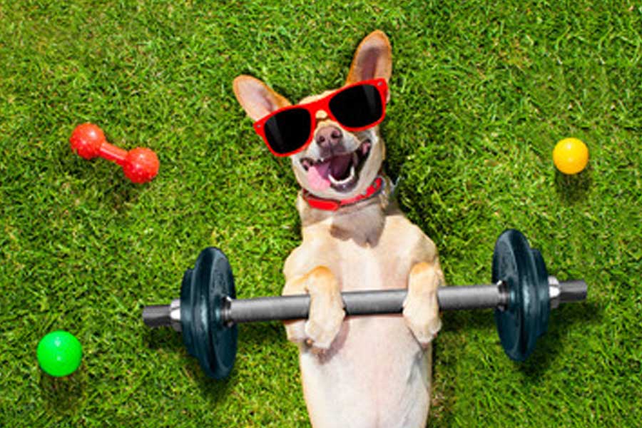 Dogs boarding at iDog Academy Miami