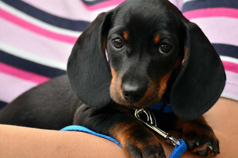 Dog boarding facility in Miami