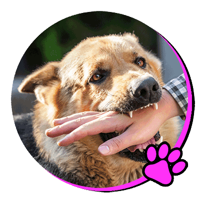 Dog behavior modification in Miami