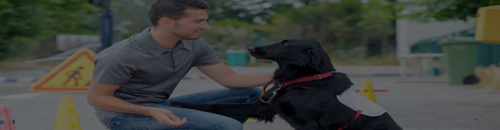 Emotional support dog training in Miami