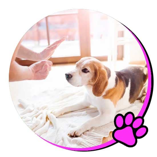 Doggy daycare in Miami at iDog Academy