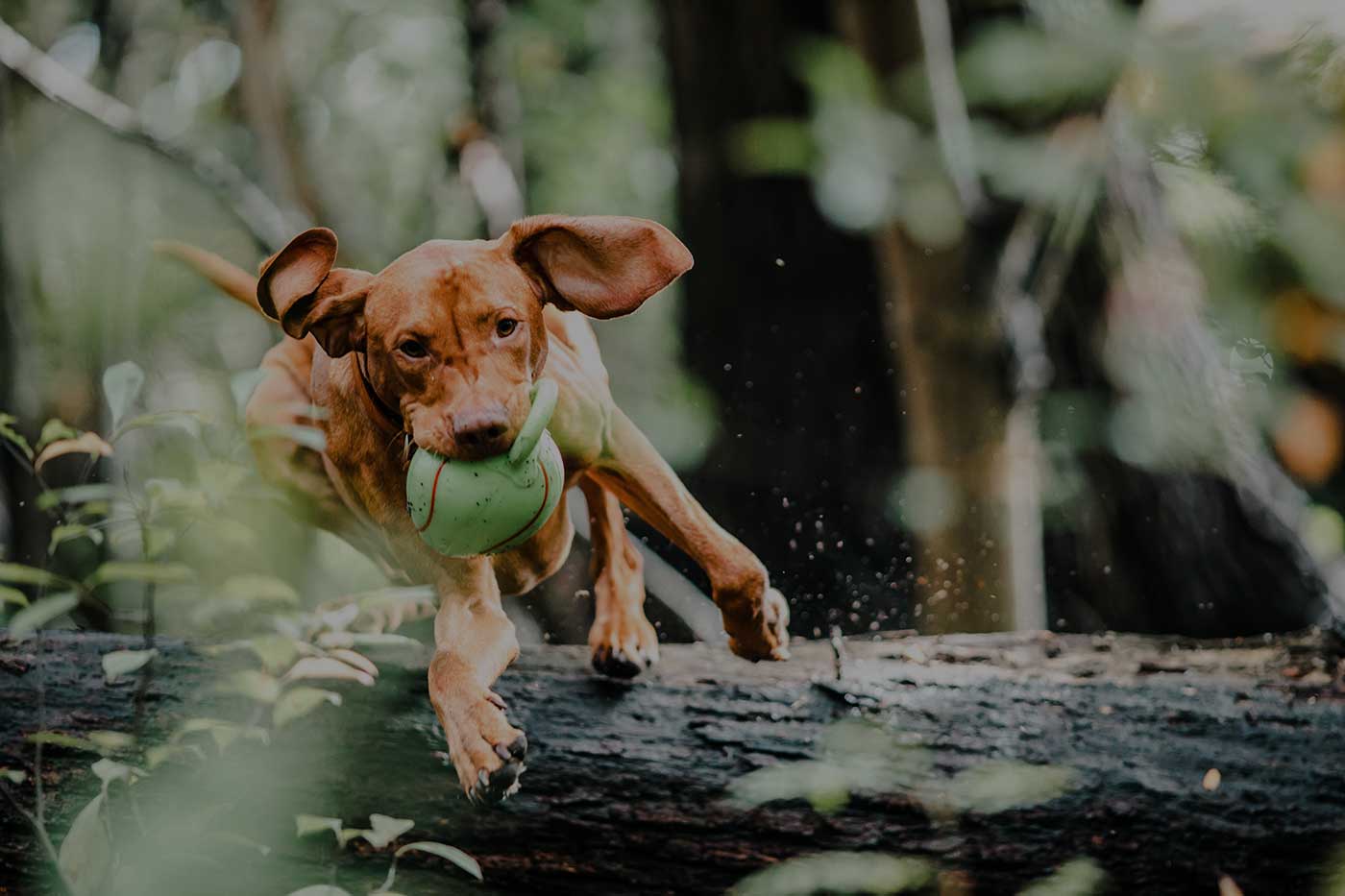 The iDog Academy team and dogs in Miami