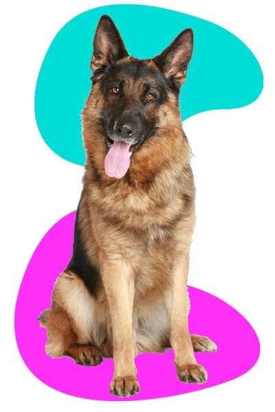 German Shepherd training assessment at iDog Academy Miami